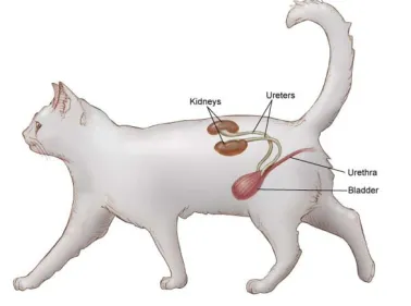 BỆNH THẬN Ở MÈO: 5 DẤU HIỆU SEN KHÔNG NÊN BỎ QUA
