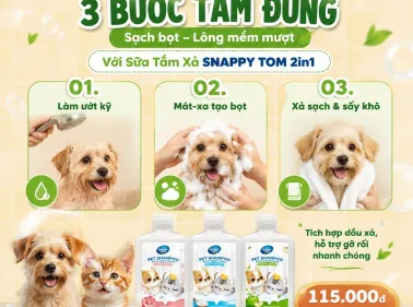 Bao lâu nên tắm cho chó? Cách chăm sóc lông da đúng cách