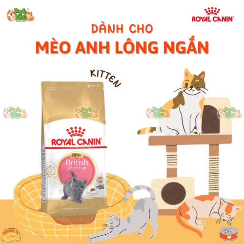 Hạt Royal Canin British Shorthair Kitten (Mèo Anh Lông Ngắn Dưới 12 Tháng Tuổi)