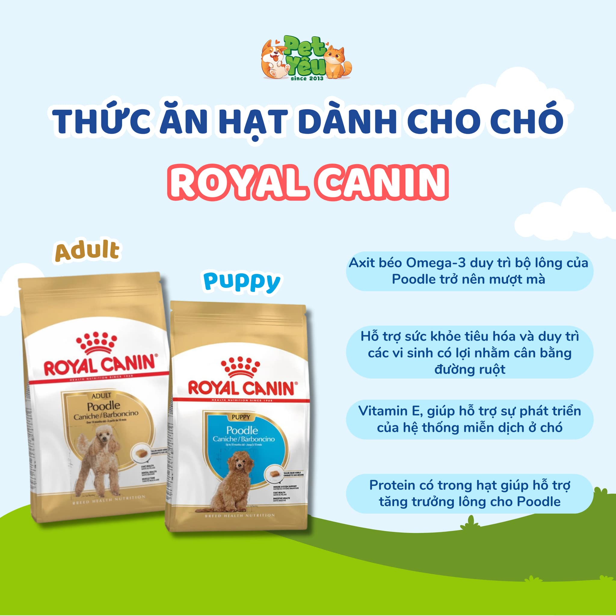Thức ăn hạt Royal Canin dành cho chó Poodle 