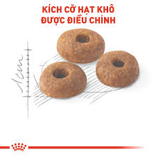 Thức ăn hạt Royal Canin Fit 32 cho mèo trưởng thành